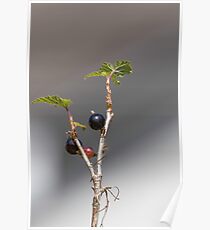 black currant Poster
