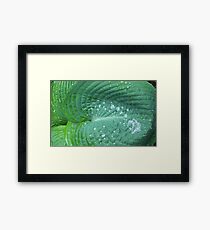 Raindrops Wellington Botanic Gardens New Zealand Framed Print