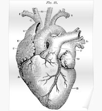 Anatomisches Herz Poster