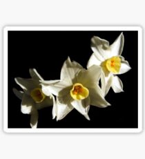 Daffodils Sticker