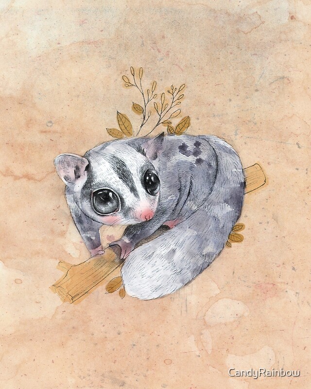 "Sugar Glider!" Art Prints by CandyRainbow Redbubble