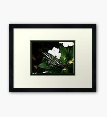 Tailed Jay Framed Print