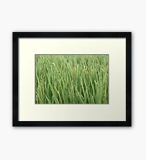 Serene Framed Print