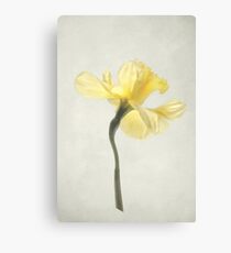 Daffodil Canvas Print