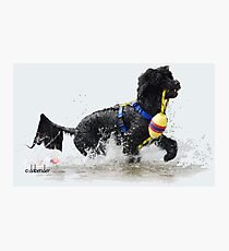 Lámina fotográfica Perro de agua portugués recuperando una línea de flotación amarilla
