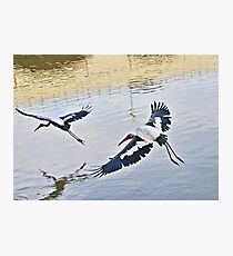 Painted storks in flight at a wetland park Photographic Print