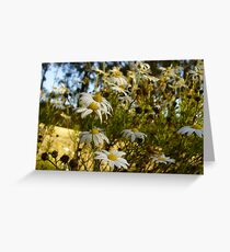 Dasies at Blackwarry 2 Greeting Card