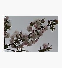 Blossoms Photographic Print