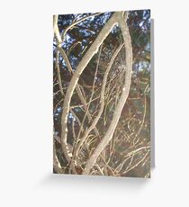 web with suns rays shining Greeting Card