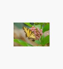 Butterfly Landing Art Board