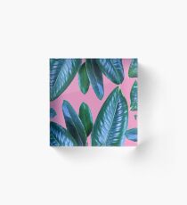 Ficus Acrylic Block