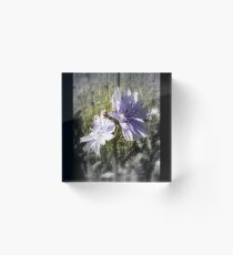 chicory flowers 4 Acrylic Block
