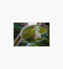Flower macro Art Board