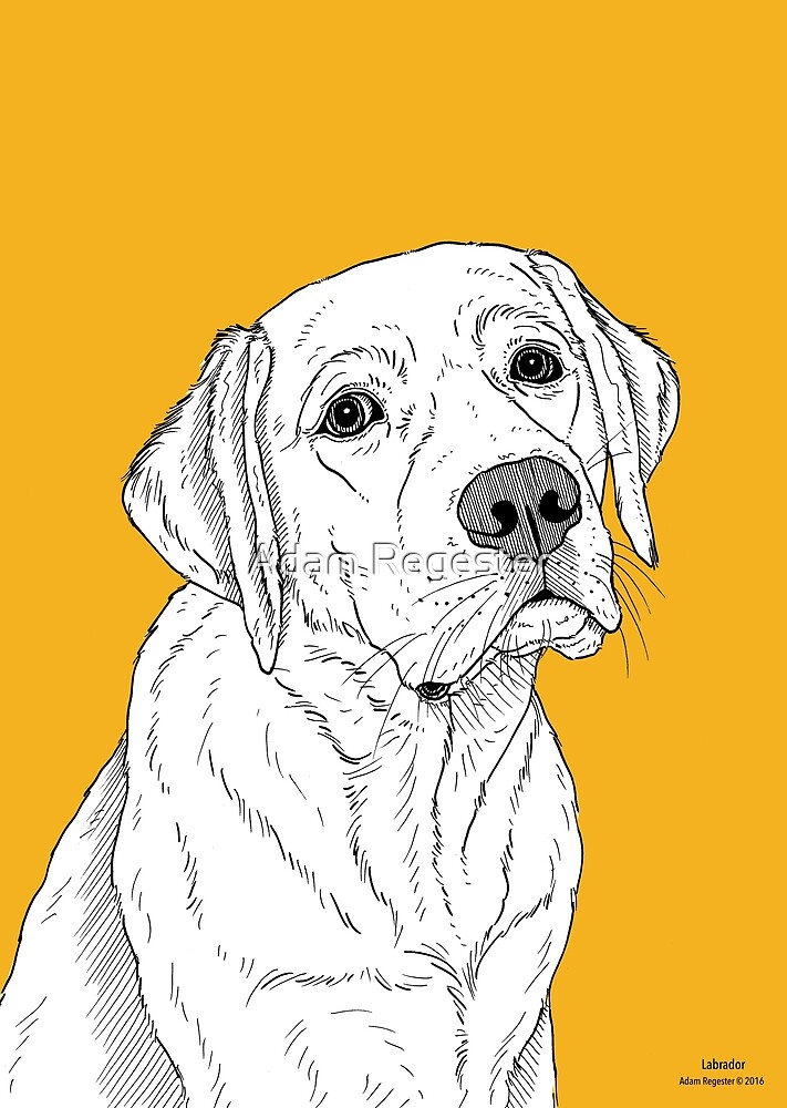 Labrador Dog Portrait by Adam Regester