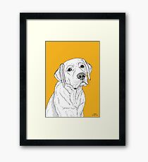 Lámina enmarcada Retrato de perro Labrador