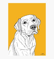 Labrador Dog Portrait Photographic Print
