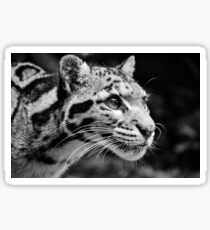 Clouded Leopard 1 - B&W Sticker