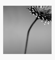dull and grey Photographic Print