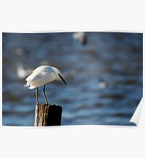 Snowy Egret Poster