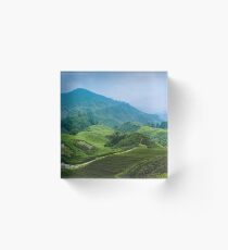 Tea Plantation, Malaysia. Acrylic Block