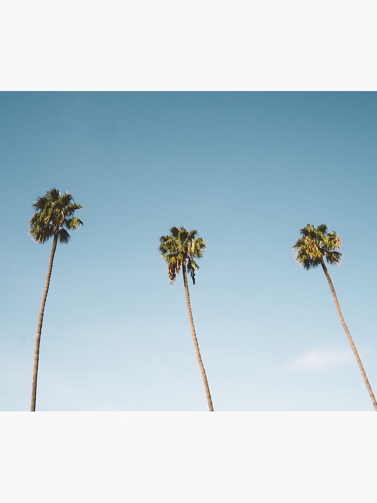 Three Palm Trees Blue Sky California by TravelDream