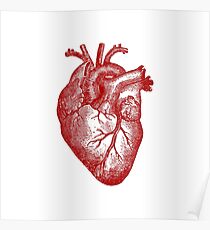 Vintage Heart Anatomy Poster
