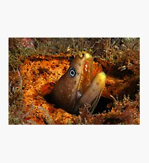 Green Moray Photographic Print