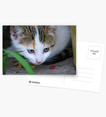 Kitten Postcards