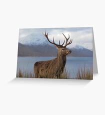 Red Deer Stag in Winter Greeting Card