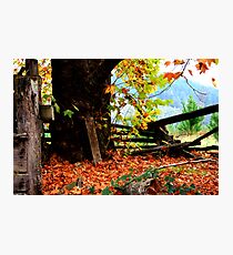 Through Autumns Golden Gown... Photographic Print