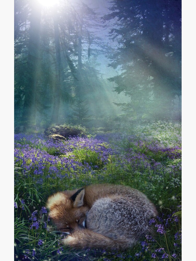 Bluebell Dawn by AngelaBarnett