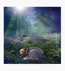 Bluebell Dawn Photographic Print