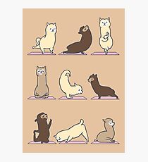 ALPACA YOGA Fotodruck