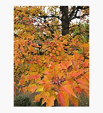 aura Photographic Print