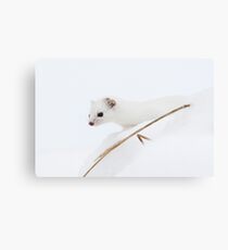 Least weasel Canvas Print
