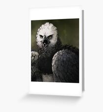 Harpy Eagle Greeting Card