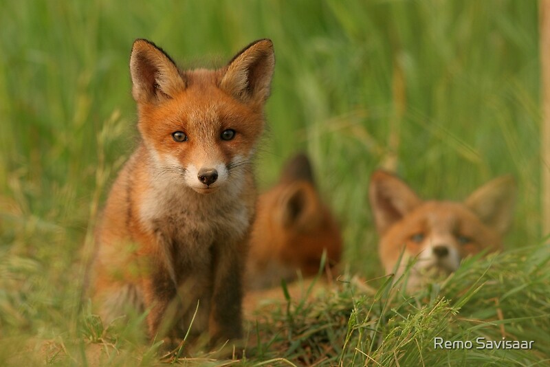 Red foxes работа. Лисица хоккайдо. лисица хоккайдо фото. very red fox.