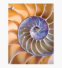 Chambered nautilus Photographic Print