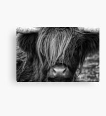 Highland Cow, Scotland Canvas Print