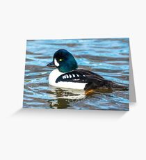 Barrows Goldeneye Greeting Card