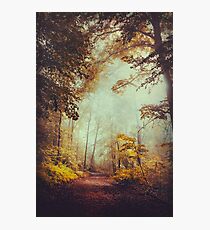 silent forest Photographic Print
