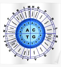 DNA, Genetischer Code, Kreis, Gen, Codon, Aminosäure, Poster