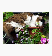 Sleeping with the Flowers........ Photographic Print