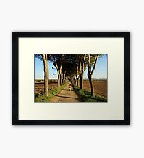 Running trees Framed Print