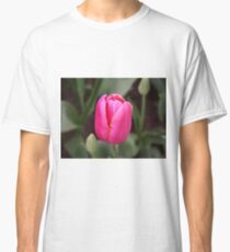 Single pink tulip bloom Classic T-Shirt