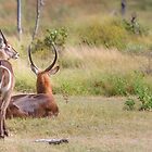 «Deja de mirar mi trasero» de Owed To Nature