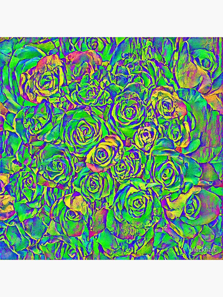 Roses by blackhalt