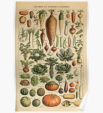 French Vintage Vegetables Poster