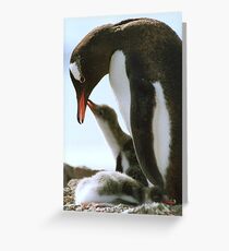 Gentoo Penguin and Chicks Greeting Card