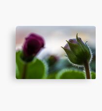Flower macro Canvas Print